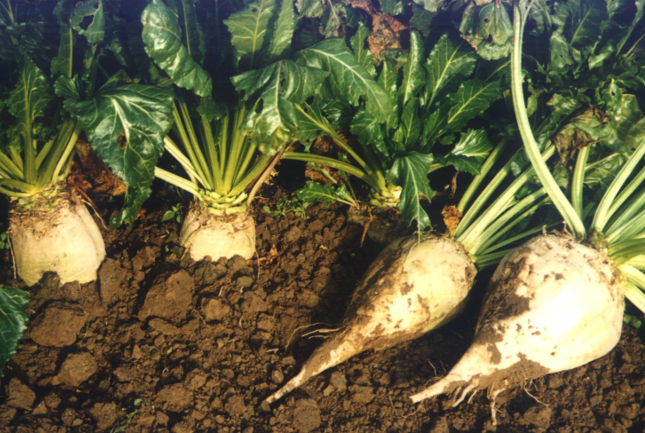 Znamy nominacje do Fryderyków