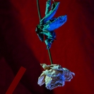 Kosmo Kat: Rose (EP)