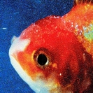 Vince Staples: Big Fish Theory